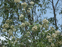 Load image into Gallery viewer, Eucalyptus curtisii