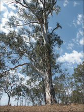Load image into Gallery viewer, Eucalyptus tereticornis