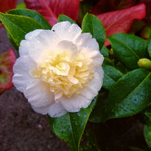 Load image into Gallery viewer, Camellia japonica Brushfields Yellow