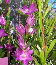 Load image into Gallery viewer, Crowea exalata Darkside