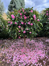 Load image into Gallery viewer, Camellia sasanqua Marge Miller