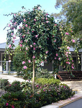 Load image into Gallery viewer, Camellia sasanqua Marge Miller