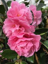 Load image into Gallery viewer, Camellia sasanqua Marge Miller