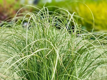 Load image into Gallery viewer, Carex Frosted Curls