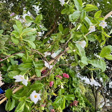 Load image into Gallery viewer, Mandevilla laxa