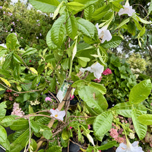 Load image into Gallery viewer, Mandevilla laxa