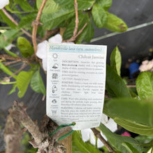 Load image into Gallery viewer, Mandevilla laxa