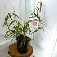 Load image into Gallery viewer, Agonis flexuosa Burgundy