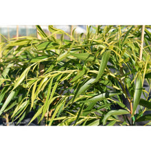 Load image into Gallery viewer, Agonis flexuosa Lemon and Lime