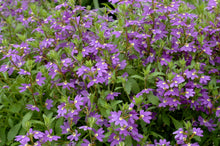 Load image into Gallery viewer, Scaevola aemula Aussie Salute Blue PBR