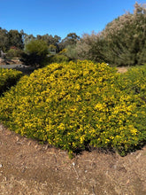 Load image into Gallery viewer, Acacia lasiocarpa Prostrate