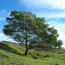 Load image into Gallery viewer, Acacia mearnsii
