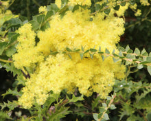 Load image into Gallery viewer, Acacia pravissima 'Little Nugget'