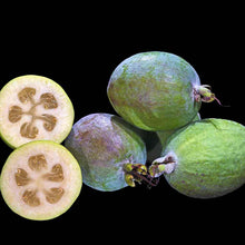Load image into Gallery viewer, Acca sellowiana, Feijoa