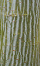 Load image into Gallery viewer, Acer davidi Snake Bark Maple