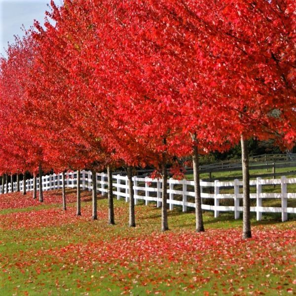Autumn Blaze Lipstick Maple (Jeffersred) – Mountain View Nursery