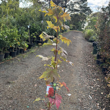 Load image into Gallery viewer, Autumn Blaze Lipstick Maple (Jeffersred)