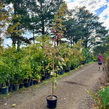 Load image into Gallery viewer, Autumn Blaze Lipstick Maple (Jeffersred)