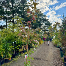 Load image into Gallery viewer, Autumn Blaze Lipstick Maple (Jeffersred)