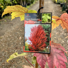 Load image into Gallery viewer, Autumn Blaze Lipstick Maple (Jeffersred)