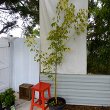 Load image into Gallery viewer, Acer negundo Pink Flamingo