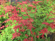 Load image into Gallery viewer, Acer palmatum cv Bonfire