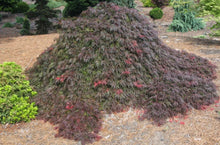 Load image into Gallery viewer, Acer palmatum dissectum Brocade