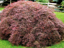 Load image into Gallery viewer, Acer palmatum dissectum Crimson Queen