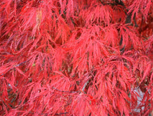 Load image into Gallery viewer, Acer palmatum dissectum Crimson Queen