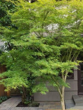 Load image into Gallery viewer, Acer palmatum dissectum 'Seiryu' - Japanese Maple