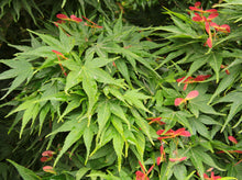 Load image into Gallery viewer, Acer palmatum Mikawa Yatsabusa
