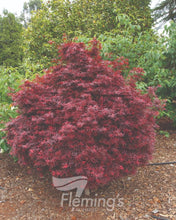 Load image into Gallery viewer, Japanese Maple Acer palmatum Shaina