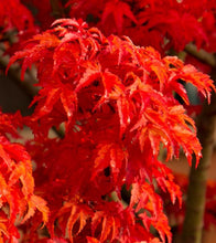 Load image into Gallery viewer, Acer palmatum Shishigashira