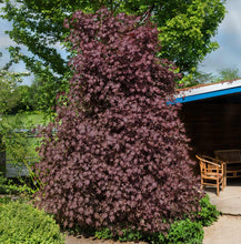 Load image into Gallery viewer, Acer platinoides Crimson Sentry