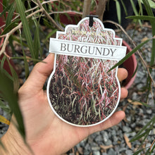 Load image into Gallery viewer, Agonis flexuosa Burgundy