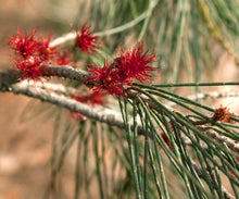 Load image into Gallery viewer, Allocasuarina verticillata Drooping Sheoak