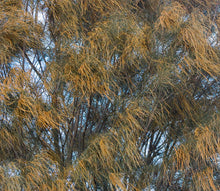 Load image into Gallery viewer, Allocasuarina verticillata Drooping Sheoak