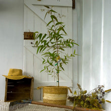 Load image into Gallery viewer, Angophora costata