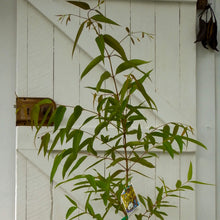 Load image into Gallery viewer, Angophora costata