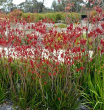 Load image into Gallery viewer, Big Red Kangaroo Paw