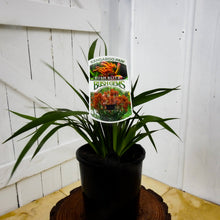 Load image into Gallery viewer, Bush Blitz Kangaroo Paw