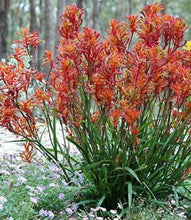 Load image into Gallery viewer, Bush Blitz Kangaroo Paw