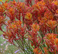 Load image into Gallery viewer, Bush Blitz Kangaroo Paw