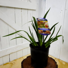 Load image into Gallery viewer, Kings Park Royal Kangaroo Paw