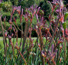 Load image into Gallery viewer, Kings Park Royal Kangaroo Paw