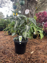 Load image into Gallery viewer, Aphelandra squarrosa Zebra Plant