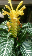 Load image into Gallery viewer, Aphelandra squarrosa Zebra Plant