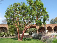 Load image into Gallery viewer, Arbutus unedo