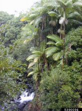 Load image into Gallery viewer, Archontophoenix alexandrae Alexandra Palm