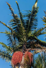 Load image into Gallery viewer, Archontophoenix alexandrae Alexandra Palm